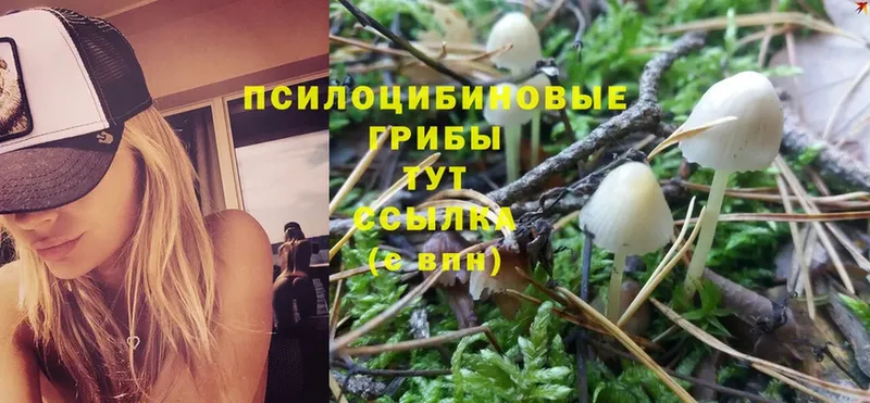 Псилоцибиновые грибы Psilocybine cubensis  Гатчина 